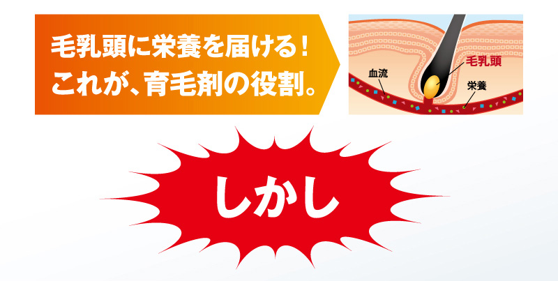 毛乳頭に栄養を届ける！これが、育毛剤の役割。