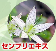 ֥ꥨ