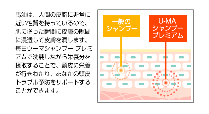 馬油は、人間の皮脂に非常に近い性質を持っているので、肌に塗った瞬間に皮膚の隙間に浸透して皮膚を潤します。毎日ウーマシャンプー プレミアムで洗髪しながら栄養分を摂取することで、頭皮に栄養が行きわたり、あなたの頭皮トラブル予防をサポートすることができます。(図；一般のシャンプーとU-MAシャンプープレミアムの比較)